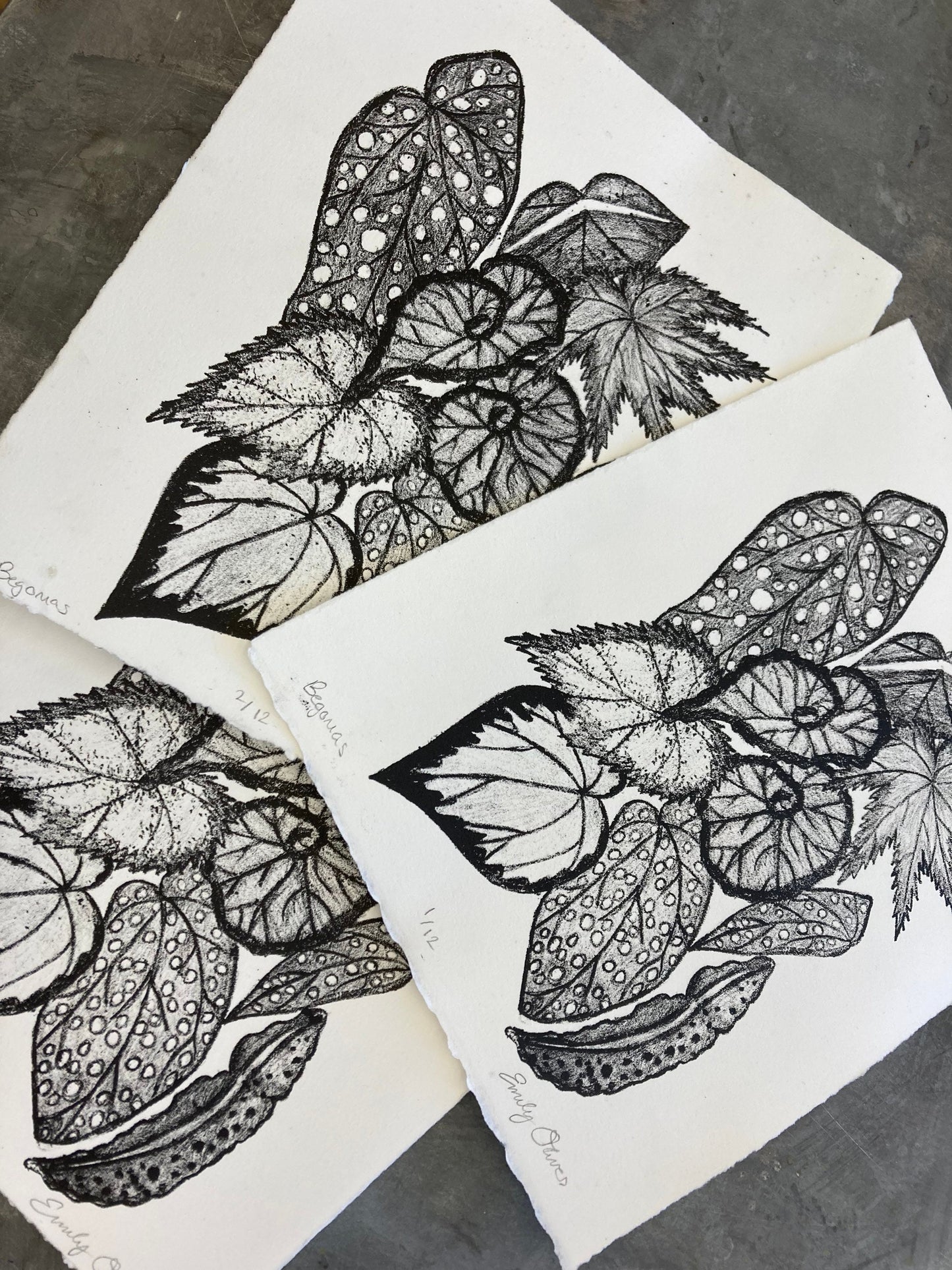 Begonia Leaves print