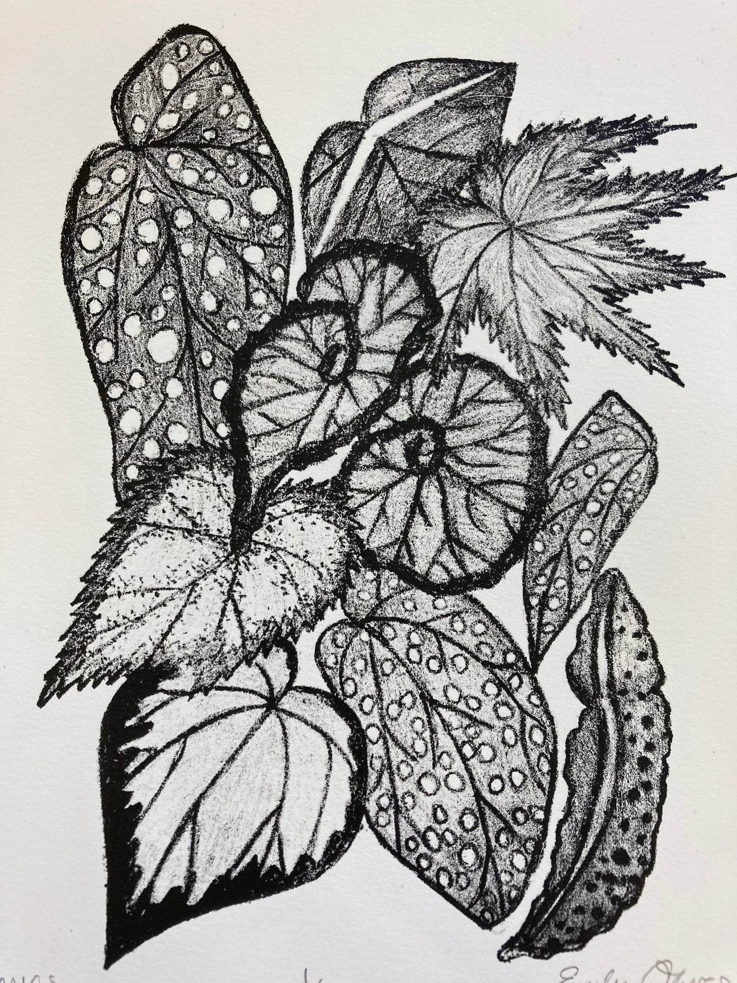 Begonia Leaves print