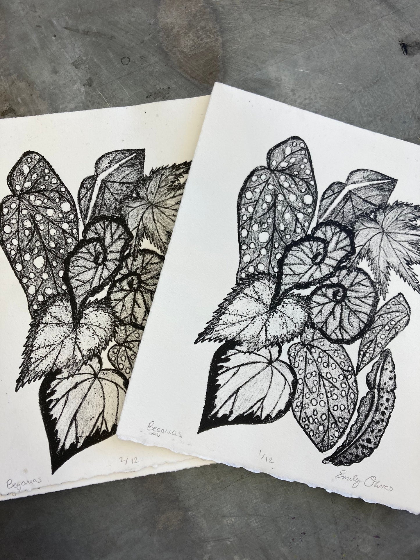 Begonia Leaves print