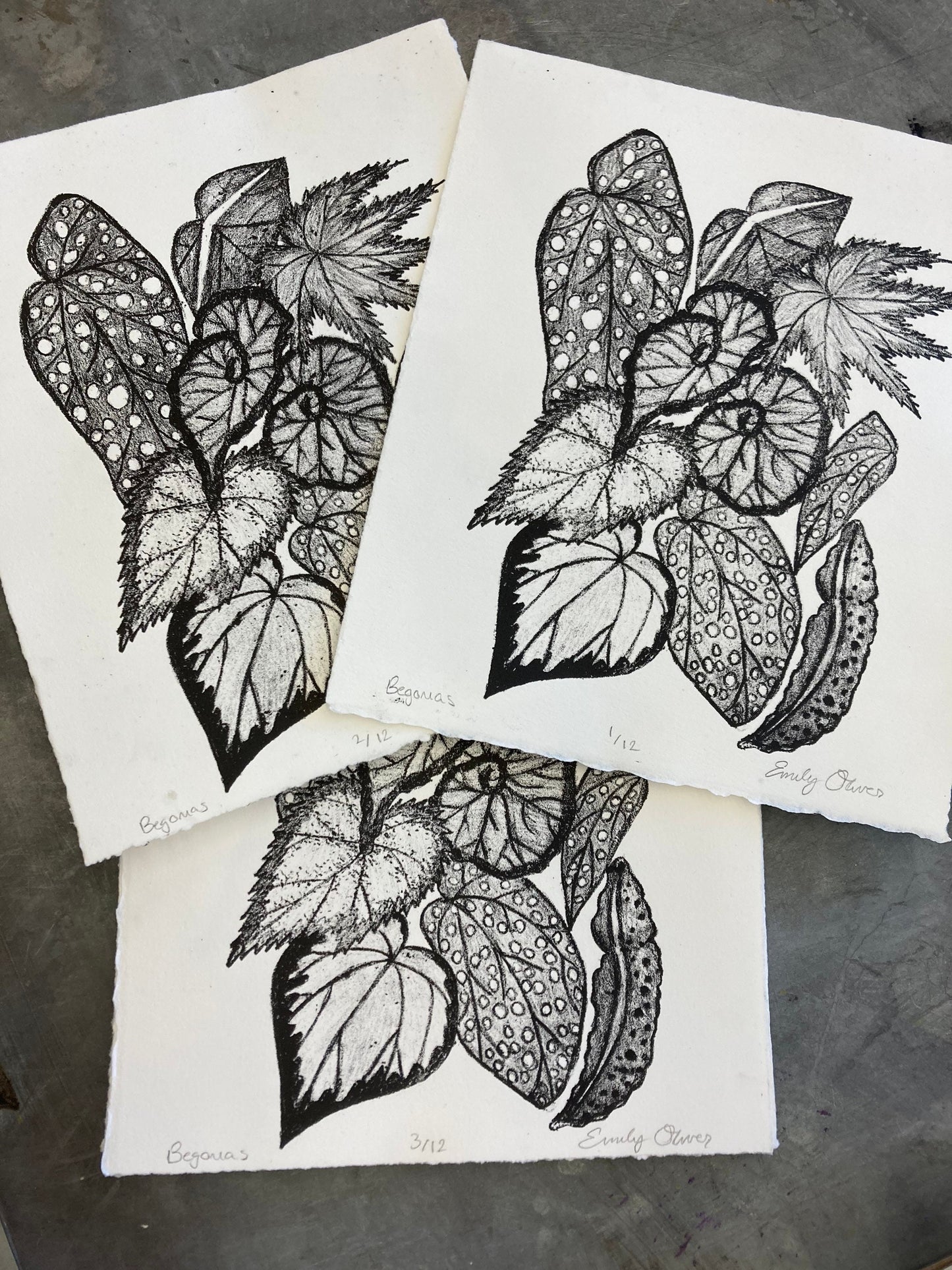 Begonia Leaves print