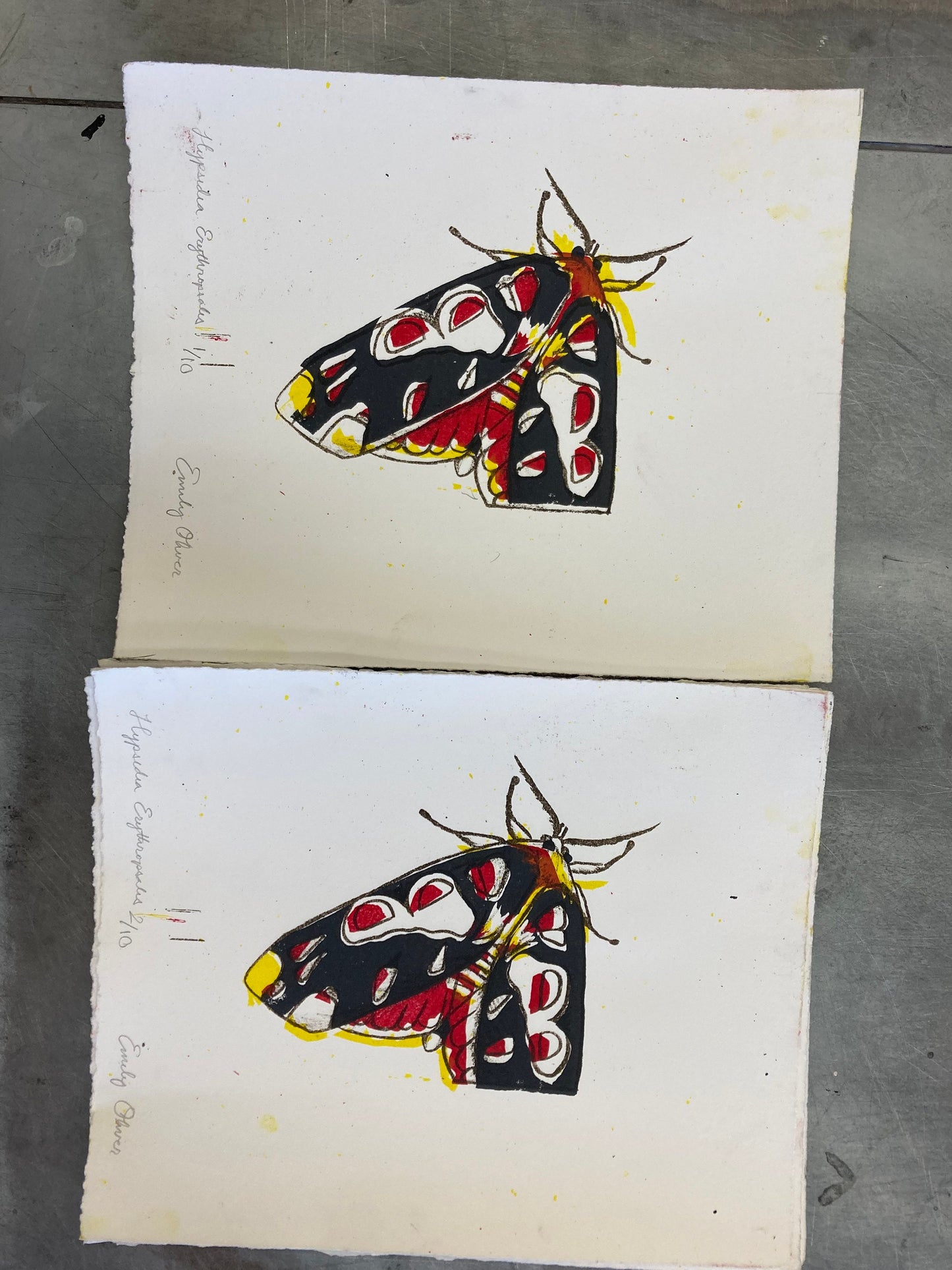 Colorful Moth print