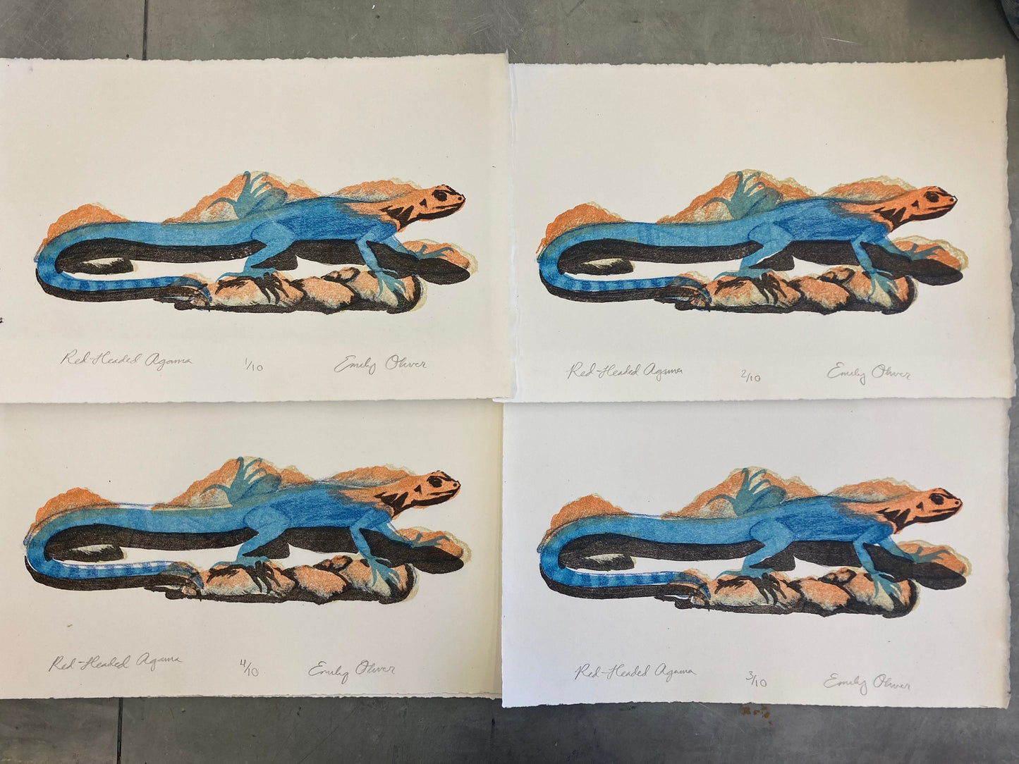 Red-Headed Agama Lizard Reptile Color Litho Print