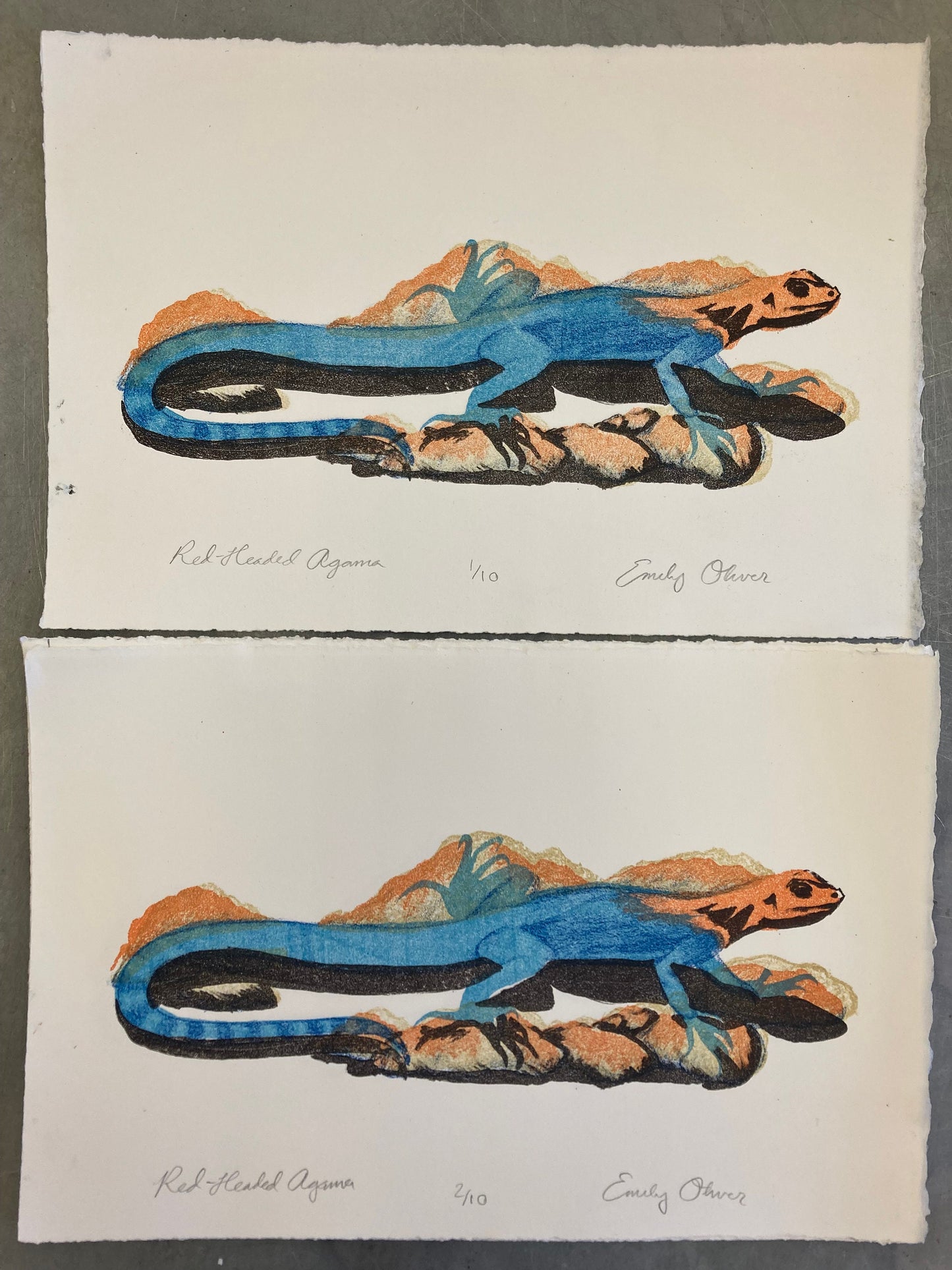 Red-Headed Agama Lizard Reptile Color Litho Print