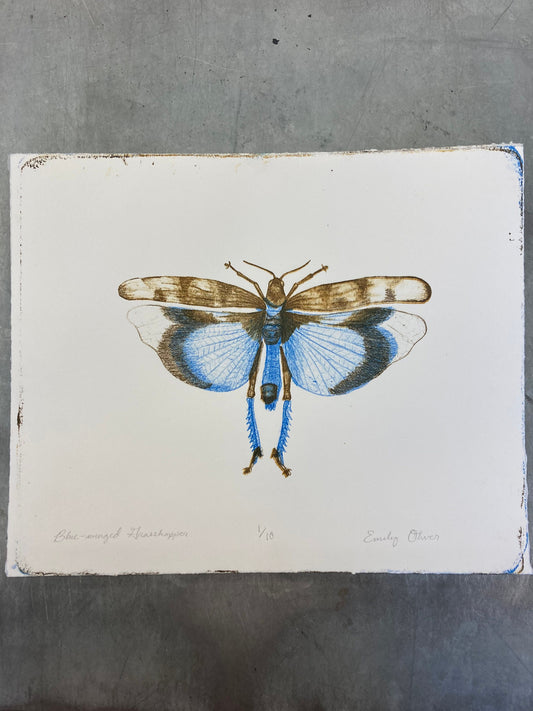 Blue Winged Grasshopper Color Litho Print