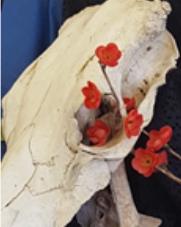 Cow Skull With Poppies
